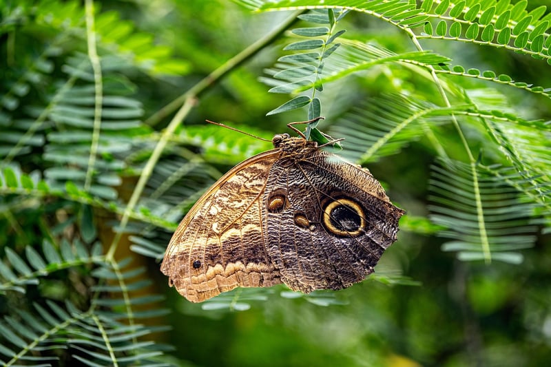 Butterfly Effect Contemplation
